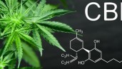 IMG An introduction to CBD, the cannabinoid in vogue