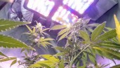 IMG How to reduce the carbon footprint of indoor cannabis growing