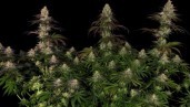 IMG Grow Report: Purple Orange CBD, a colourful mood booster with choco
