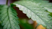 IMG Foliar fertilisation and how it can help your marijuana plants