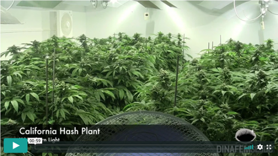 California Hash Plant video