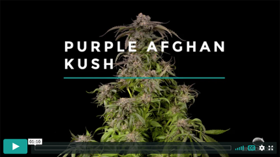 Video Purple Afghan Kush