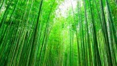 IMG Plant of the month: bamboo, a plant full of possibilities for the construction, textile, and health sectors