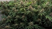 IMG Dinafem Seeds’ most legendary cannabis strains