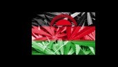 IMG Malawi legalises medical cannabis