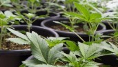 IMG How to grow autoflowering cannabis seeds