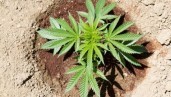 IMG The best autoflowering marijuana varieties for growing at home