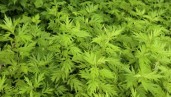 IMG Plant of the month: strengthen your immune system with Artemisia annua