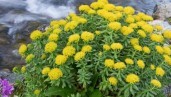 IMG Plant of the month: Rhodiola, a potent natural remedy to combat stress and fatigue