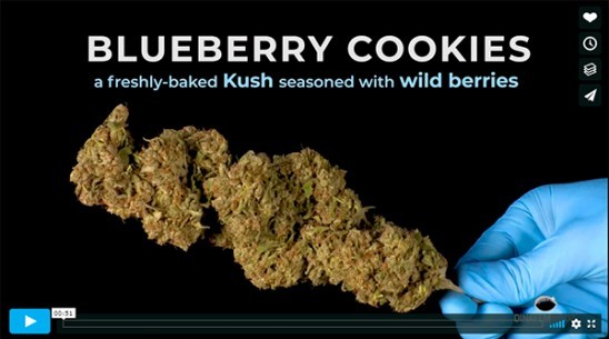 Blueberry Cookies video