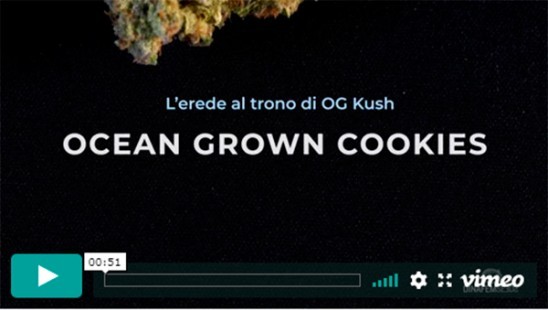 Video Ocean Grown Cookies