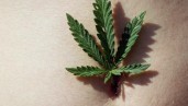 IMG La sindrome dell’iperemesi cannabinoide, un raro disturbo che divide la comunità della cannabis
