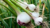 IMG How to grow organic garlic in your own home
