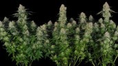 IMG Grow Report Cheese: Harter, potenter „Harzer“ in Perfektion