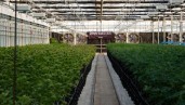 IMG Professor OG: “Seeing the THCbd Italia greenhouses full of flowering Dinafem genetics has been a dream come true.”