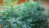 IMG Comment choisir une plante mère de cannabis en 8 points clés ?