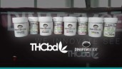 IMG THCbd comercializa en Italia tres nuevas variedades Critical de CBD puro, creadas por Dinafem Seeds