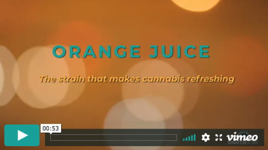 Vídeo Orange Juice