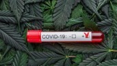 IMG Cannabis e COVID