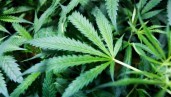 IMG Grado Brix (ºB); un valor clave para el desarrollo óptimo de las plantas de marihuana