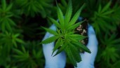 IMG Le cannabis, un remède naturel contre l’arthrose
