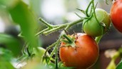 IMG So könnt ihr zuhause Tomaten anbauen