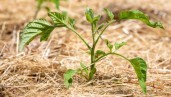 IMG The role of mulch in cannabis growing