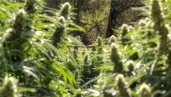 IMG 5 puntos clave al inicio de la floración de las plantas de marihuana