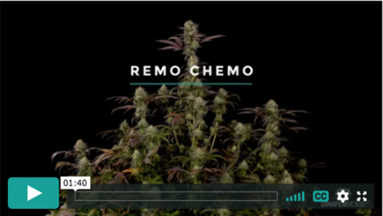 Vídeo Remo Chemo