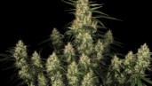 IMG Amnesia Kush Grow Report: Marriage of titans yields a green wunderkind