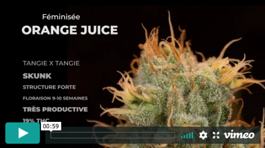 Vidéo Orange Juice