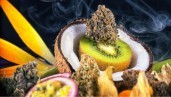 IMG Come ottimizzare la produzione di terpeni nelle piante di cannabis