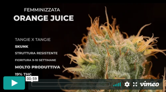 Video Orange Juice