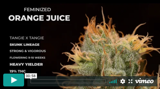 Orange Juice-Video