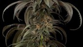 IMG Dinafem Purple Afghan Kush: A colourful dream of the South Sea