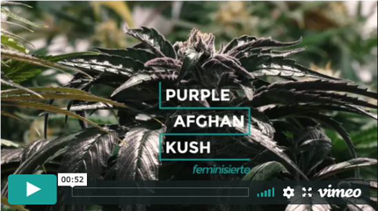 Purple Afghan Kush-Video