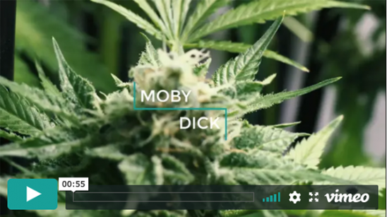 Video Moby Dick
