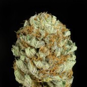 Blue Kush