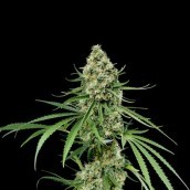 Critical +